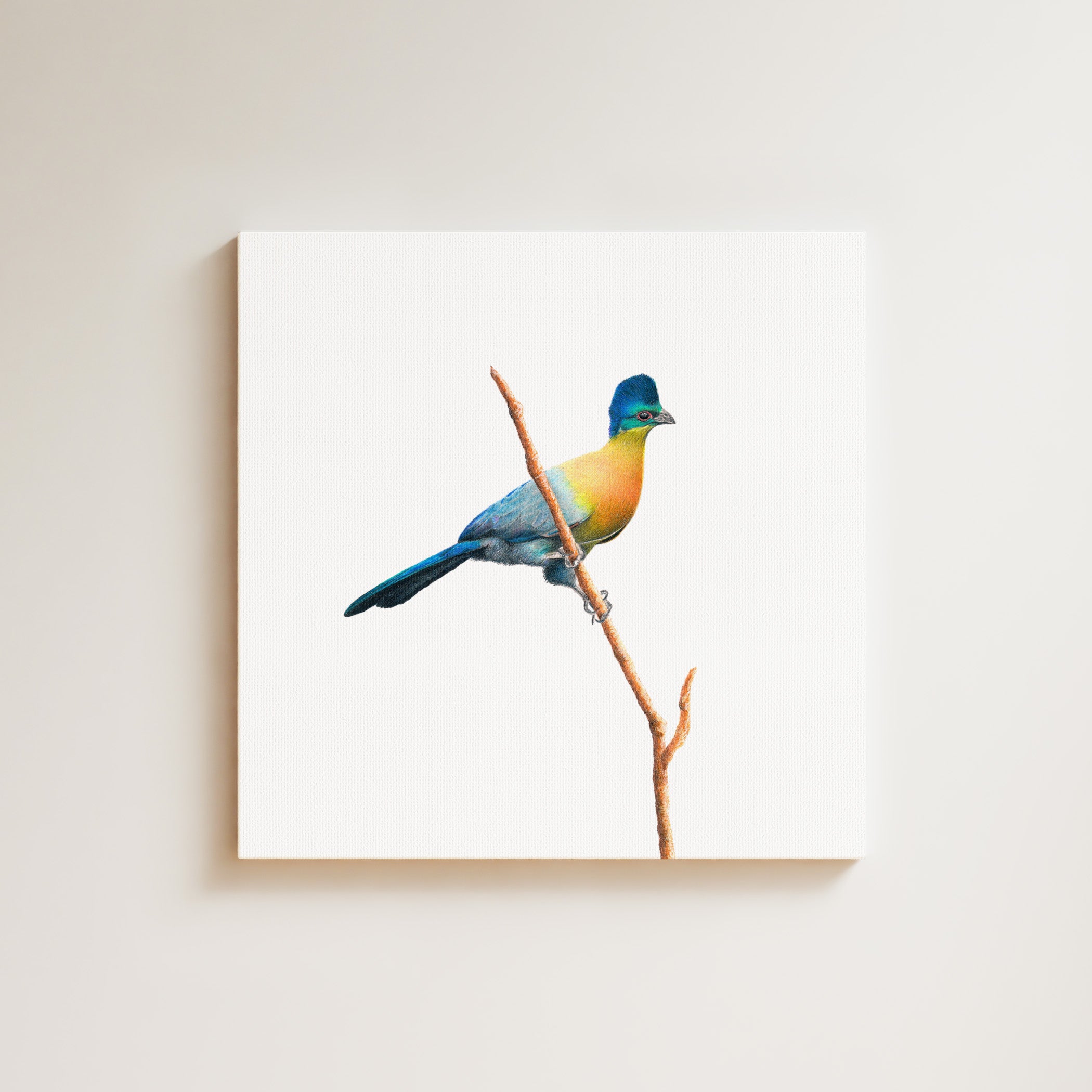 Purple Crested Turaco drawing on canvas by South African wildlife artist Matthew Bell