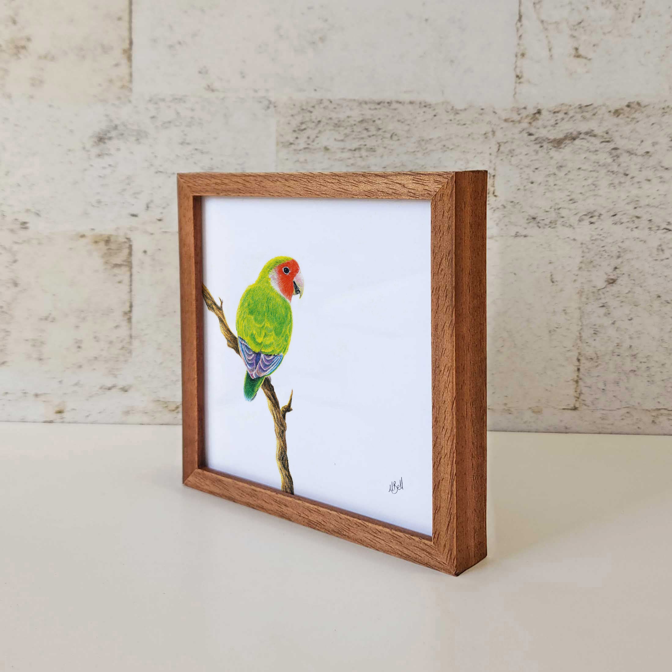 Kiaat wood framed miniature artwork of a Peach Faced Lovebird, part of wildlife artist Matthew Bell's birds of South Africa gallery