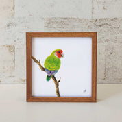 Kiaat wood framed miniature artwork of a Peach Faced Lovebird, part of wildlife artist Matthew Bell's birds of South Africa gallery