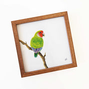 Kiaat wood framed miniature artwork of a Peach Faced Lovebird, part of wildlife artist Matthew Bell's birds of South Africa gallery