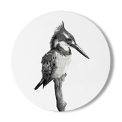 Pied Kingfisher Wooden Coaster - PK2