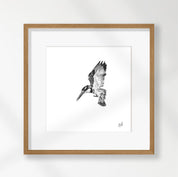 Pied Kingfisher - PK1