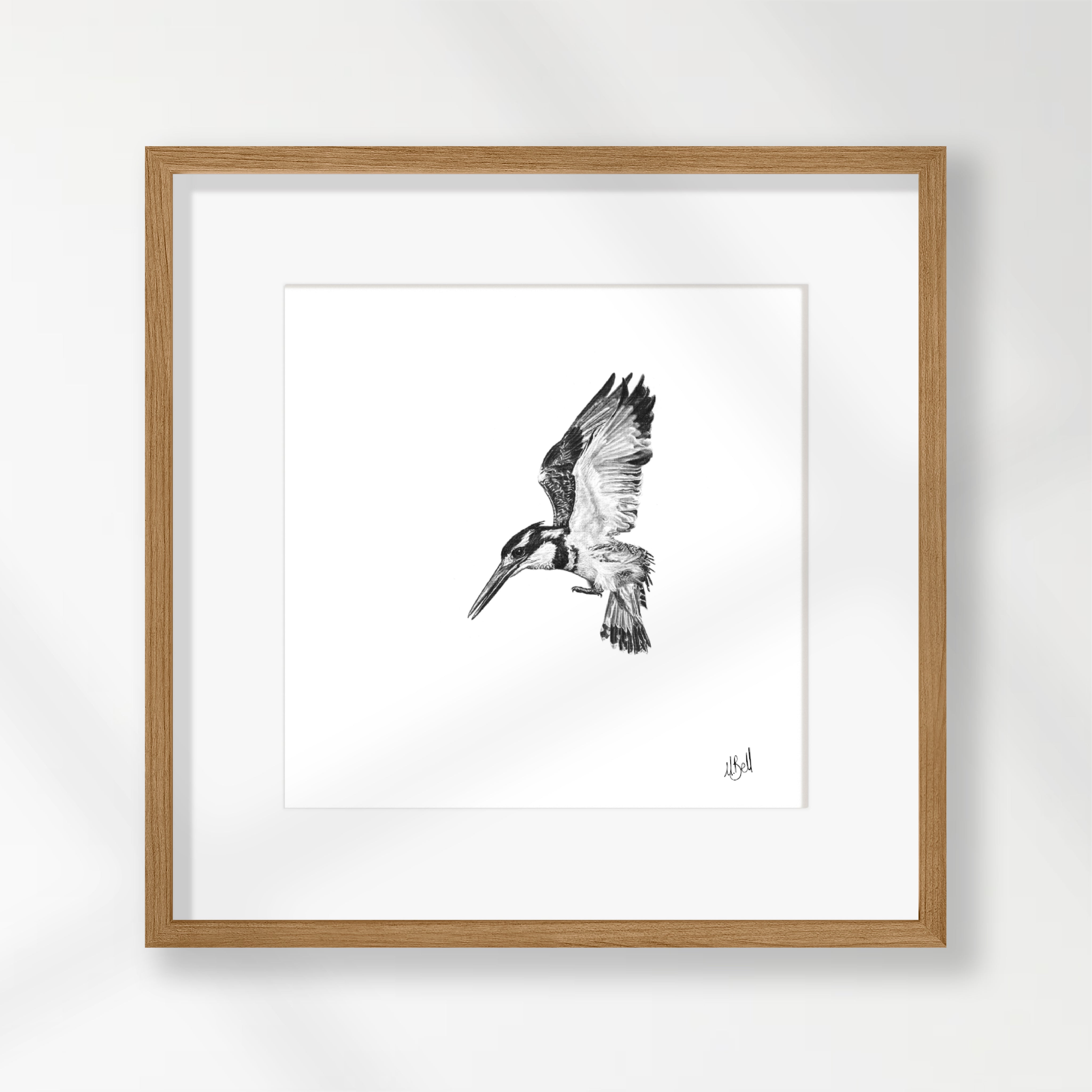 Pied Kingfisher - PK1
