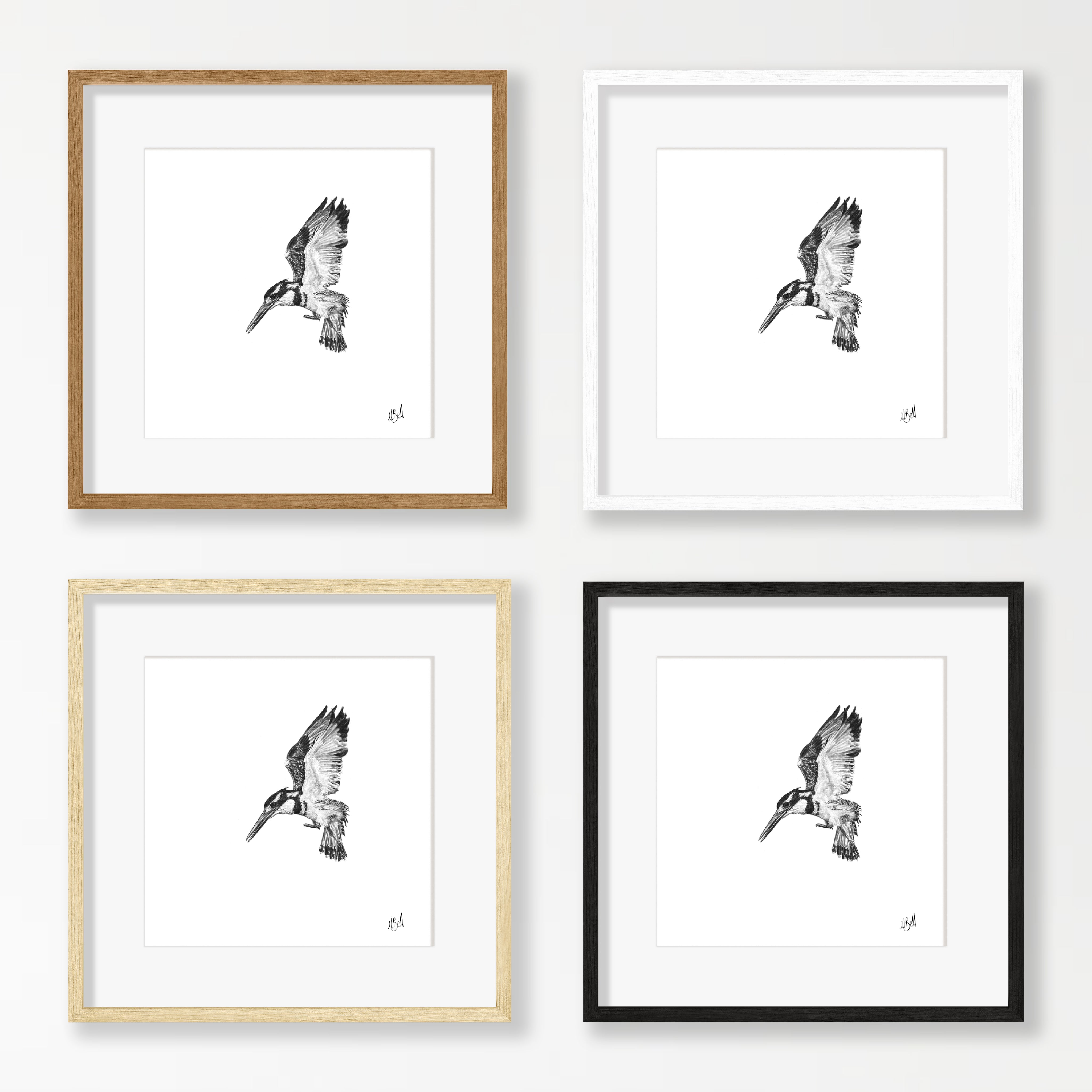 Pied Kingfisher - PK1