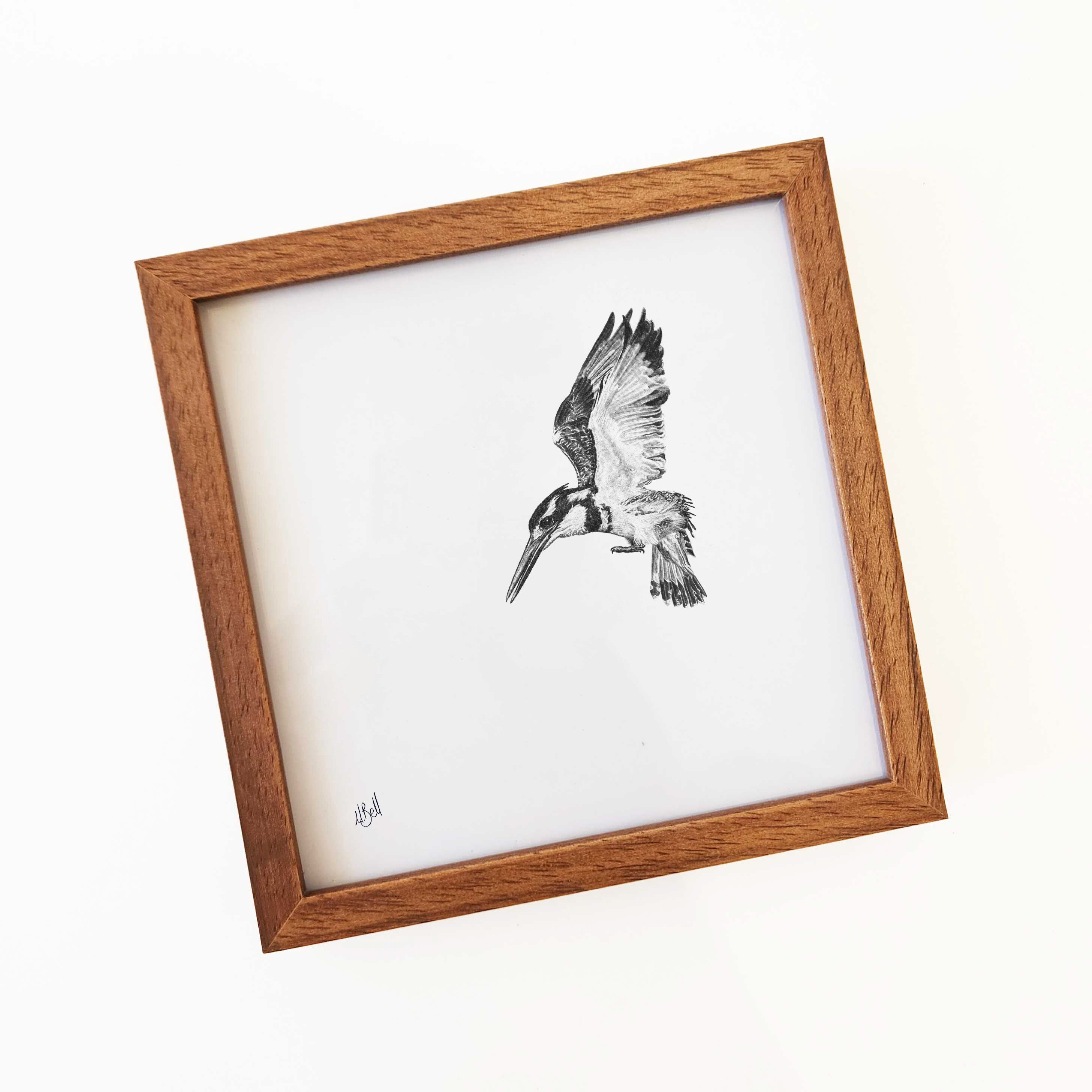 Kiaat wood framed miniature artwork of a Pied Kingfisher, part of wildlife artist Matthew Bell's birds of South Africa gallery