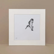 Pied Kingfisher South African bird artwork