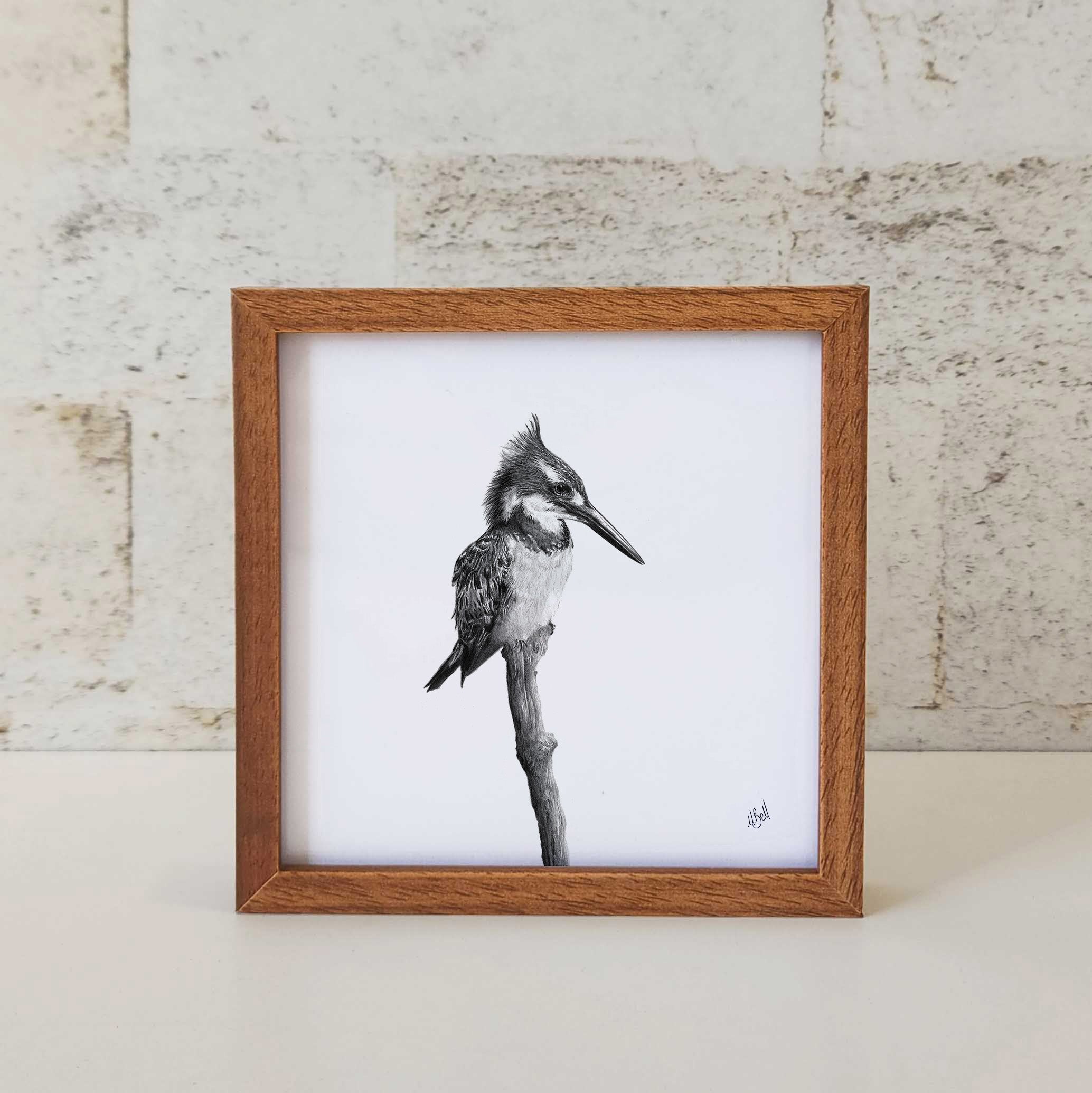 Kiaat wood framed miniature artwork of a Pied Kingfisher, part of wildlife artist Matthew Bell's birds of South Africa gallery