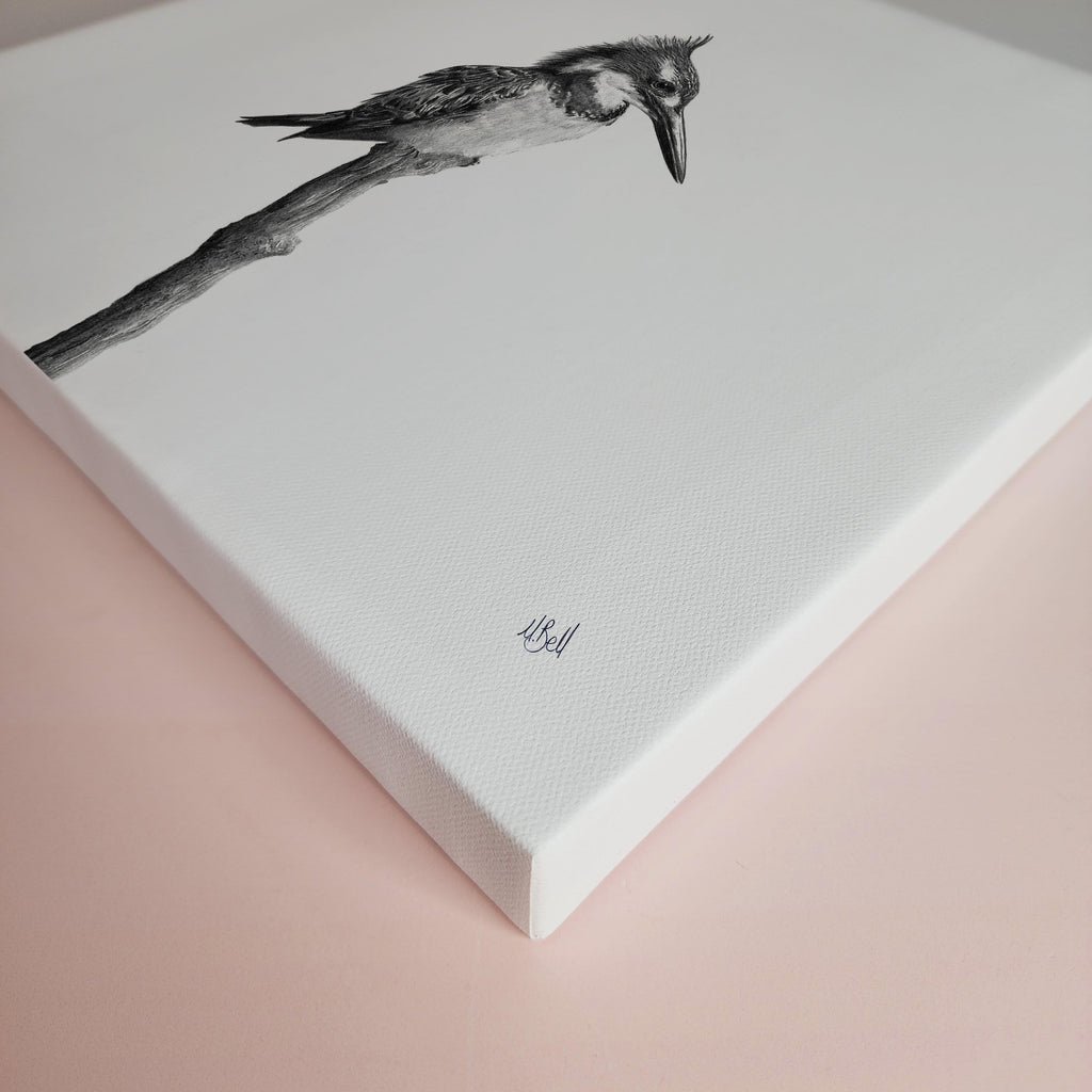 Pied Kingfisher bird artwork on stretched canvas
