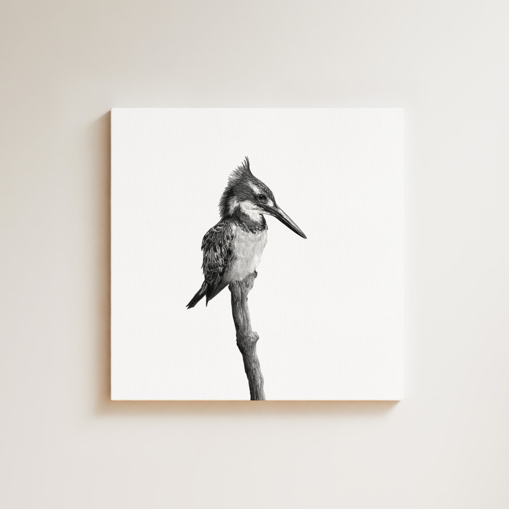 Pied Kingfisher drawing on canvas by South African wildlife artist Matthew Bell