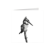 Pied Kingfisher Greeting Card - PK2