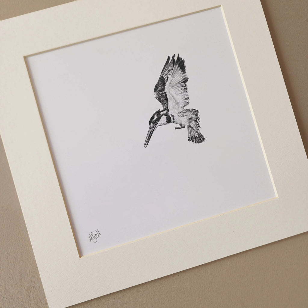 Pied Kingfisher South African bird artwork