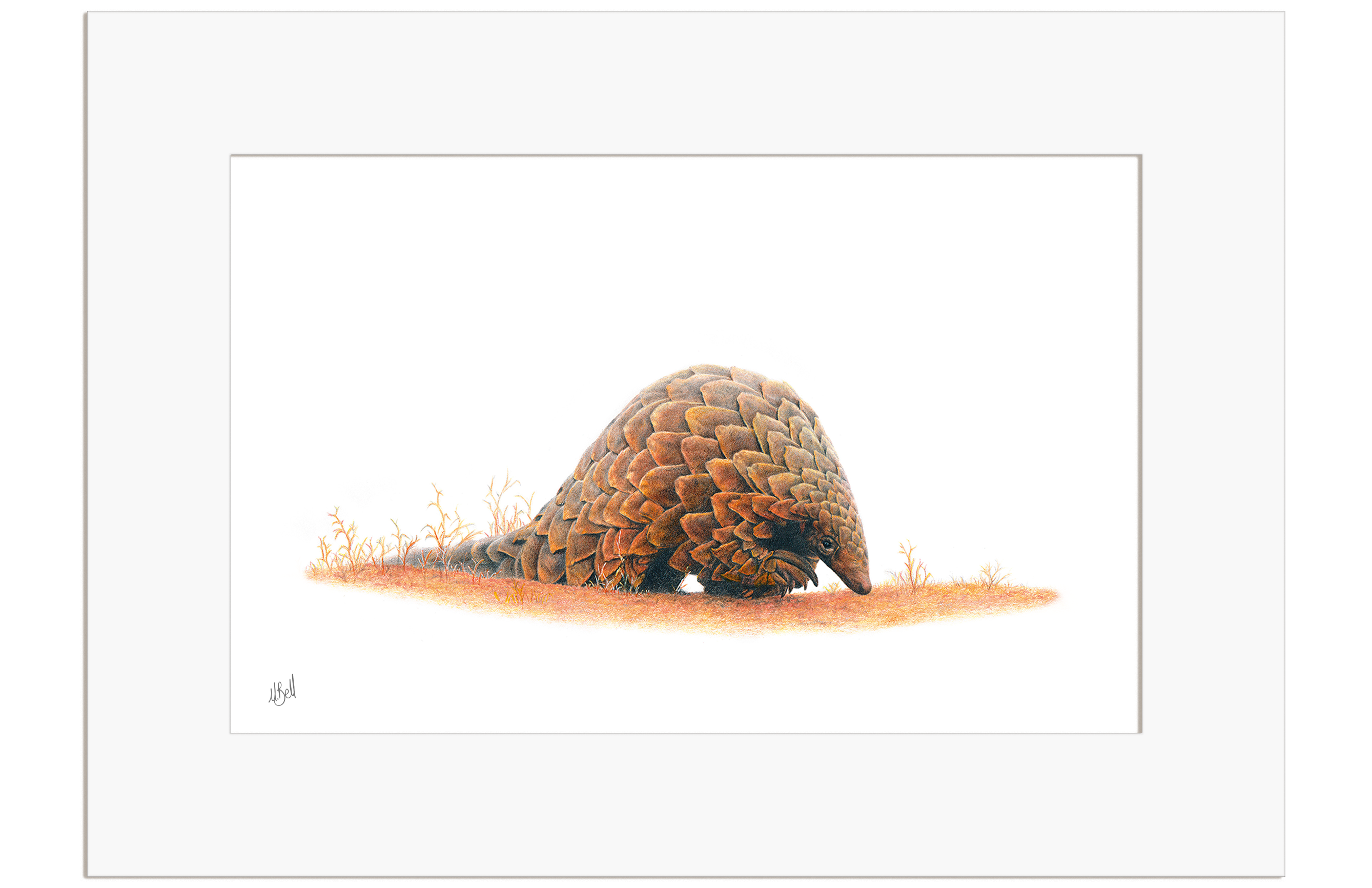 Pangolin - PNG1
