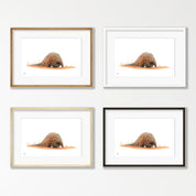 Pangolin - PNG1