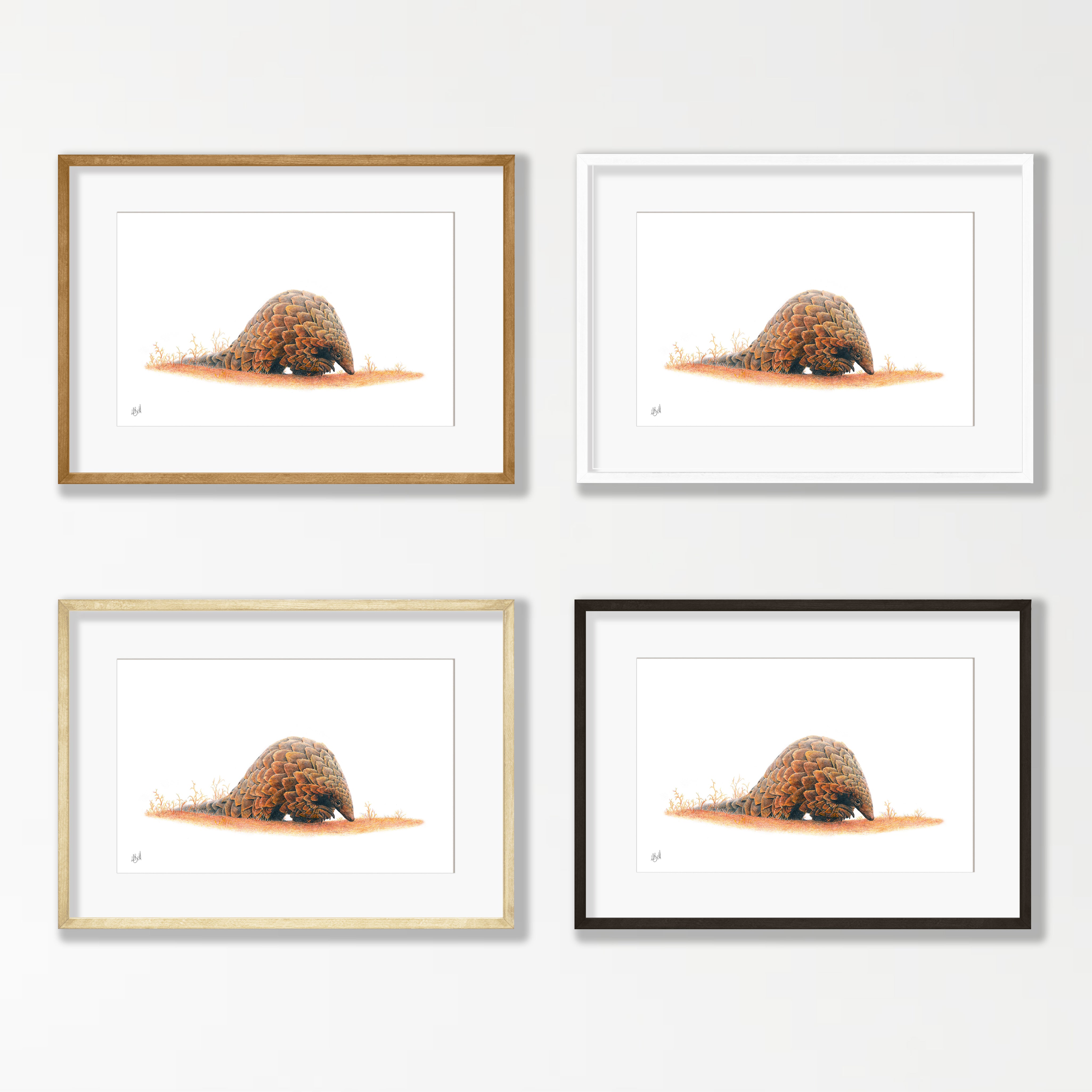 Pangolin - PNG1