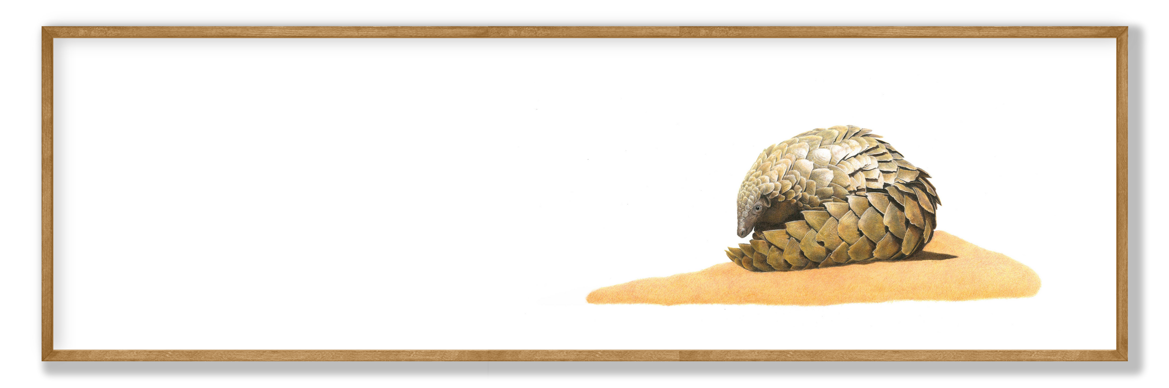 Pangolin Panorama