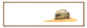 Pangolin Panorama