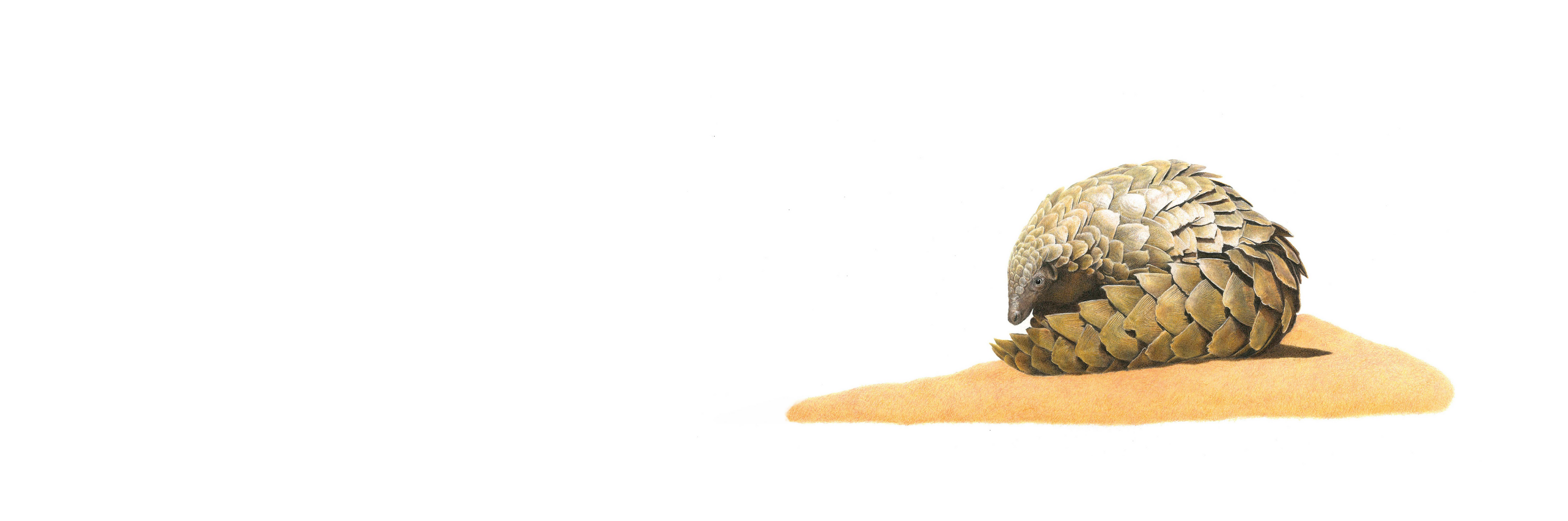 Pangolin Panorama