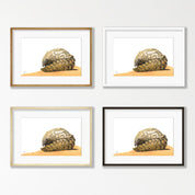 Pangolin - PNG2
