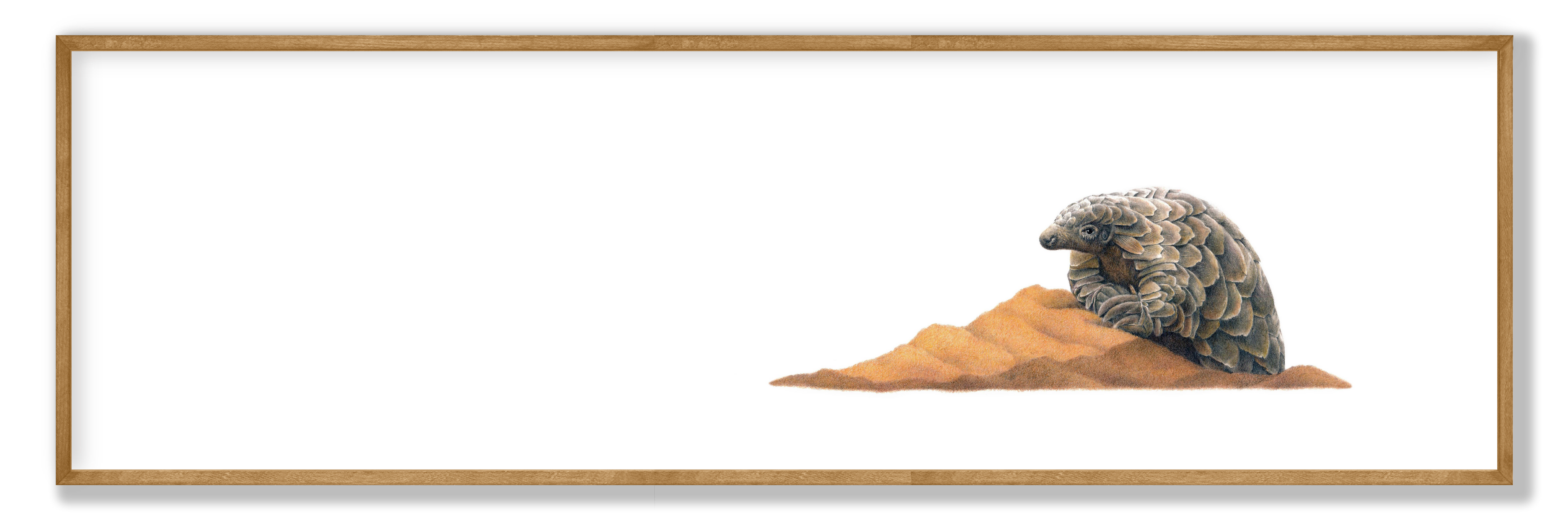 Pangolin Panorama