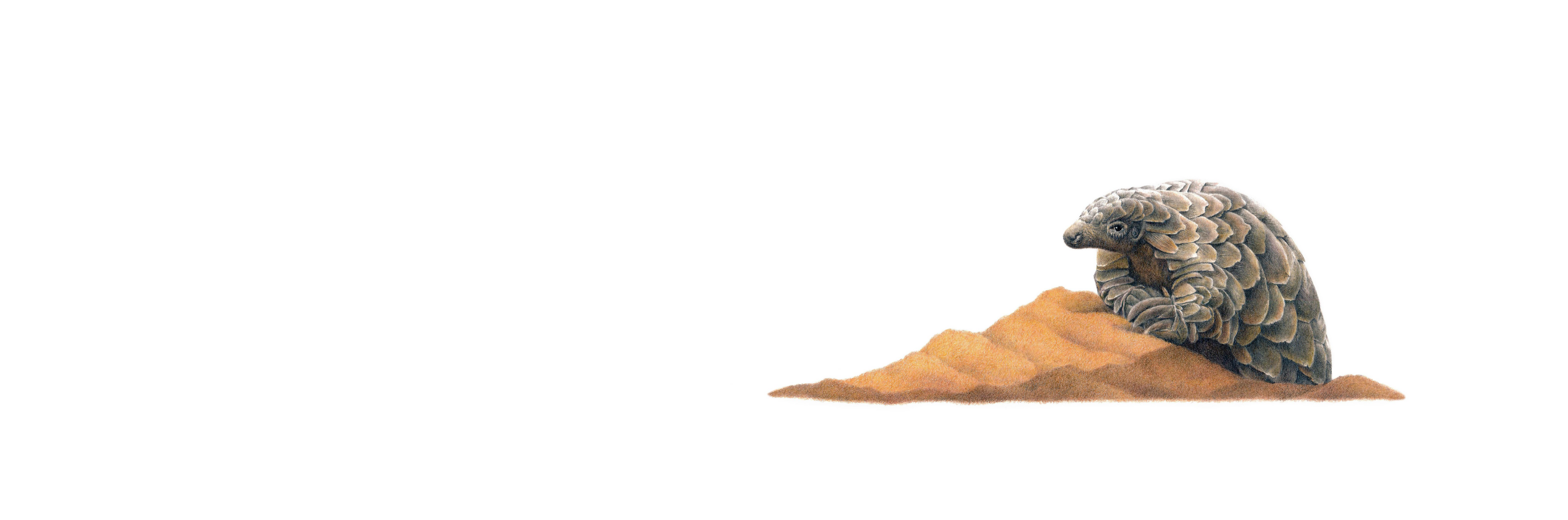 Pangolin Panorama