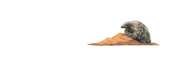 Pangolin Panorama