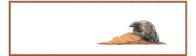 Pangolin Panorama