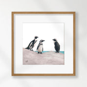 African Penguins - PNN1