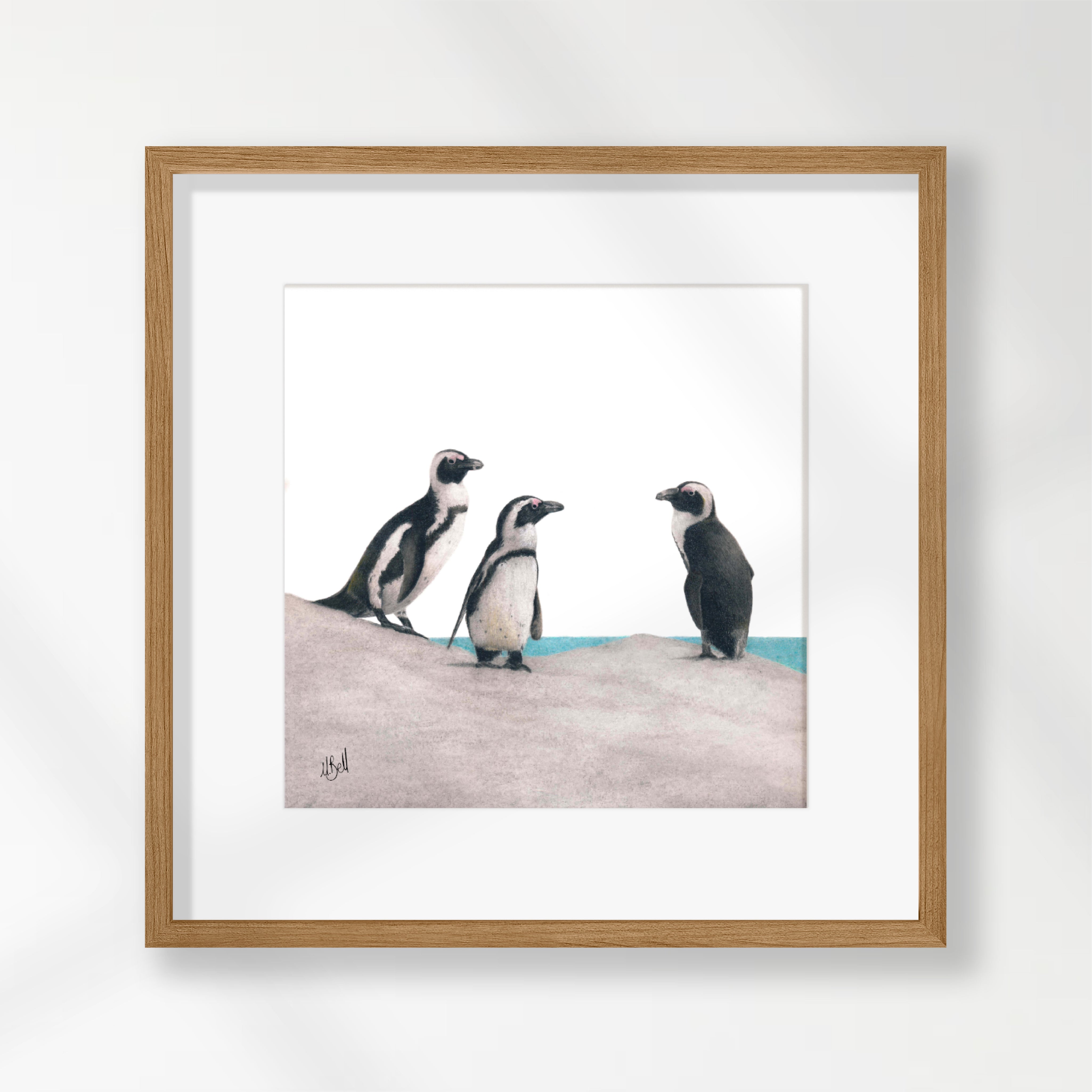 African Penguins - PNN1