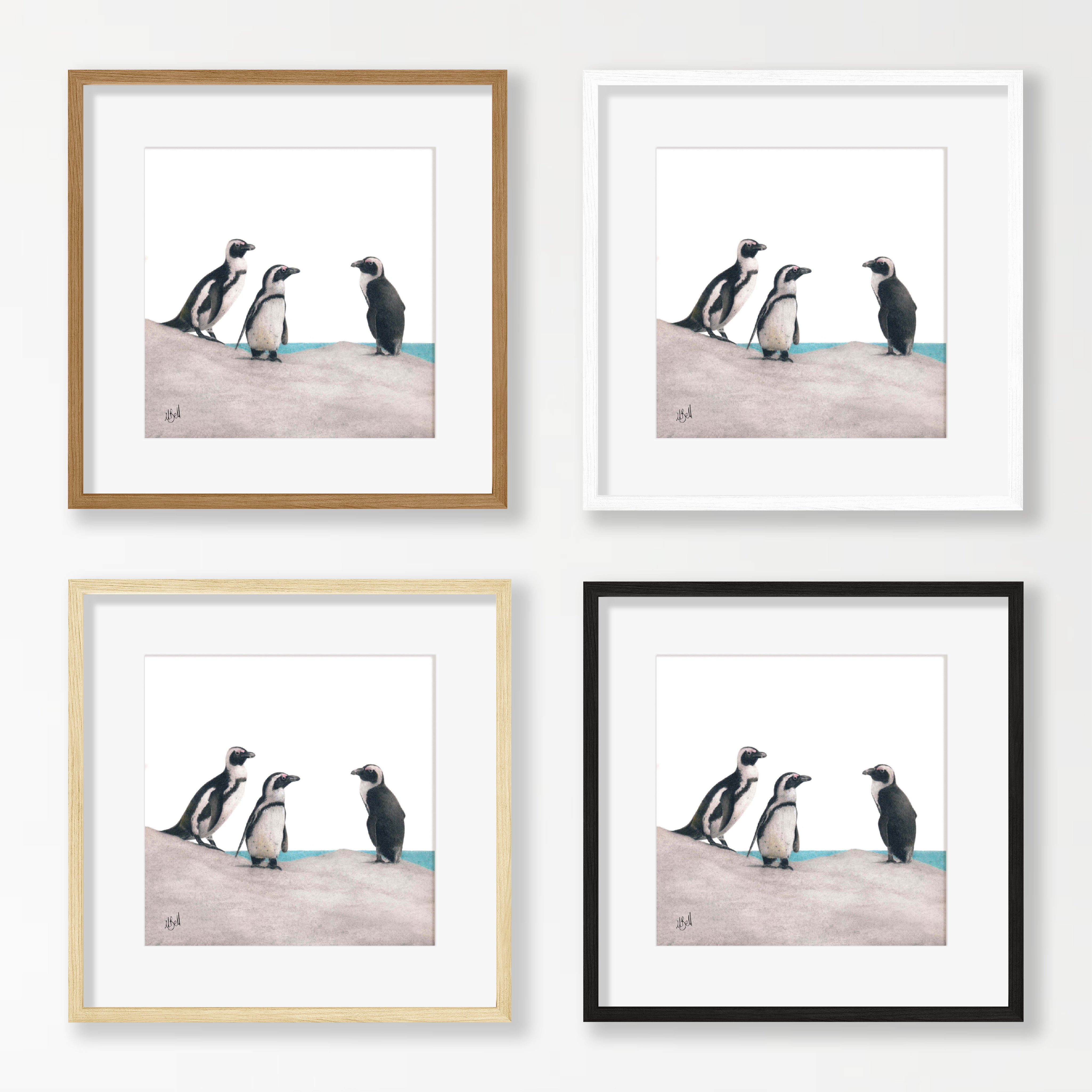African Penguins - PNN1