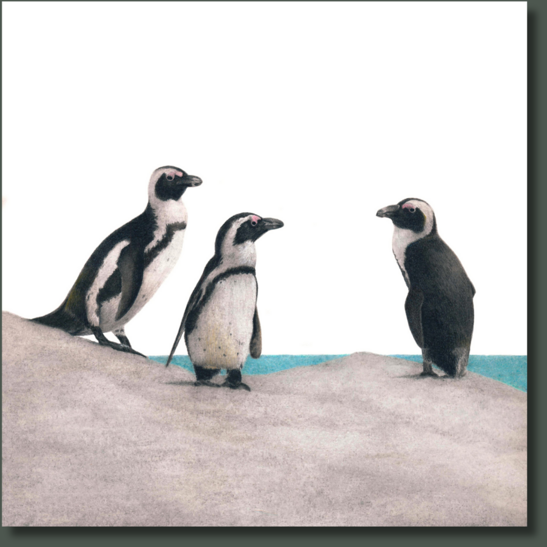 African Penguins (PNN1) on Canvas