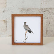 Pale Chanting Goshawk - PCGF