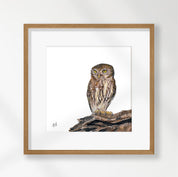 Pearl Spotted Owlet - PSO