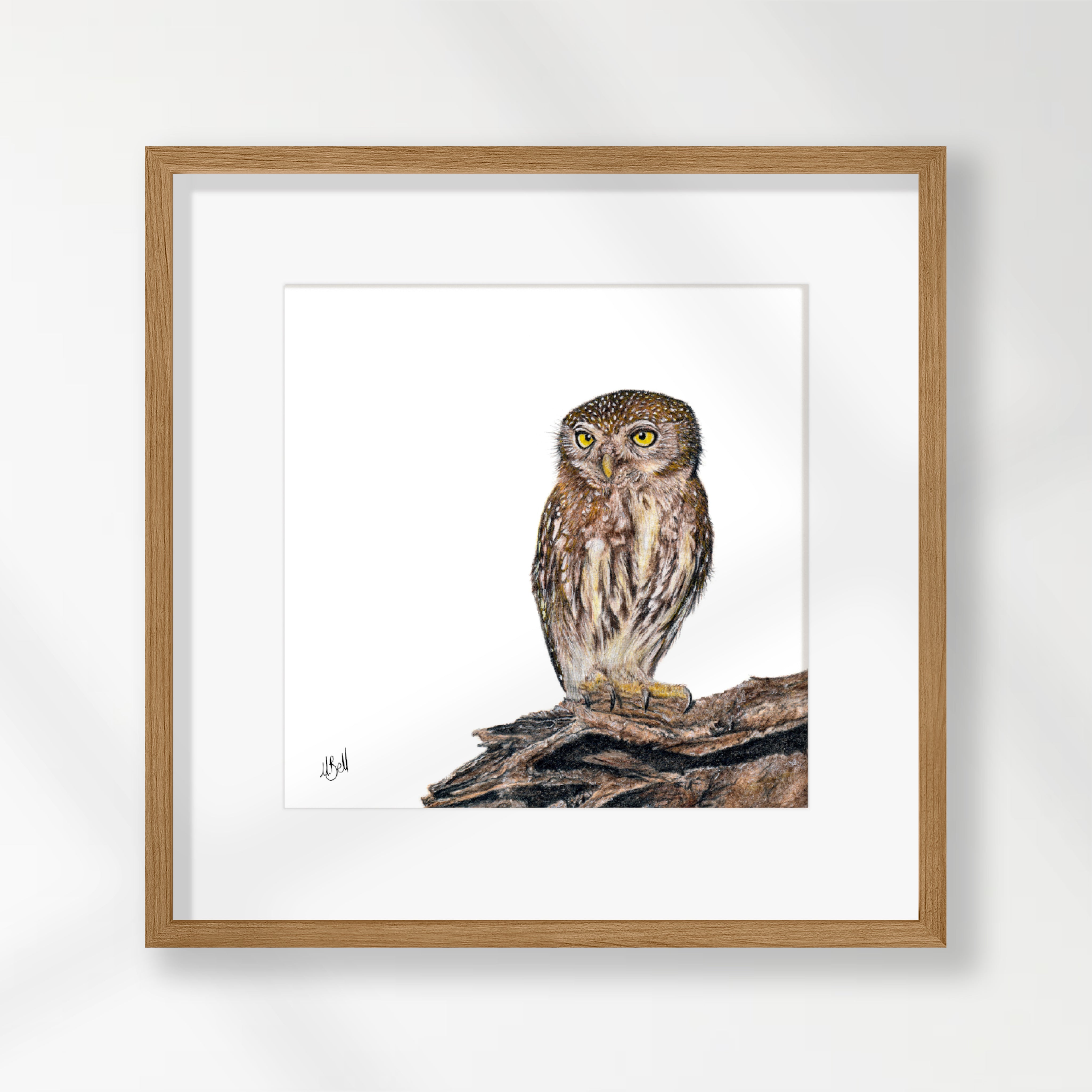 Pearl Spotted Owlet - PSO