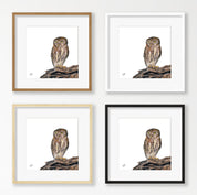 Pearl Spotted Owlet - PSO