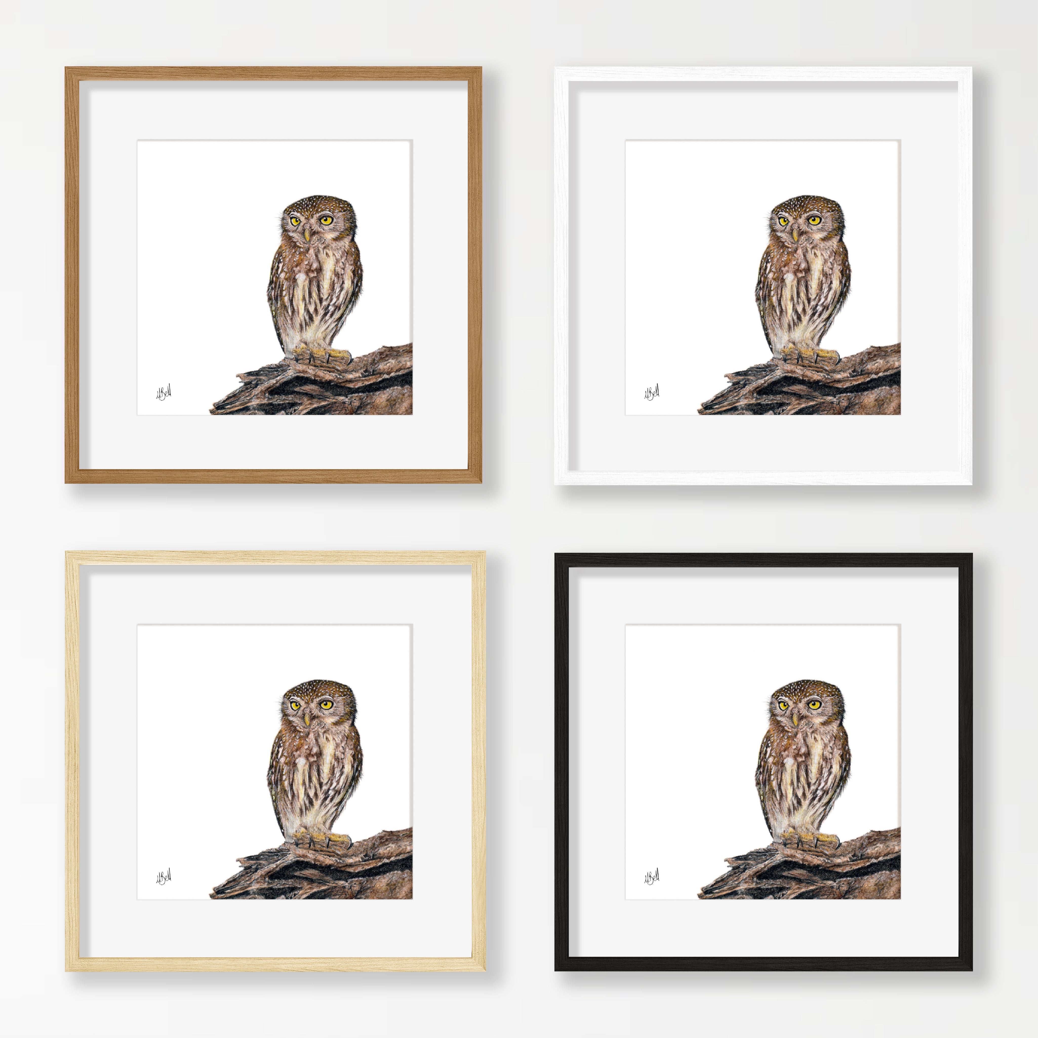 Pearl Spotted Owlet - PSO