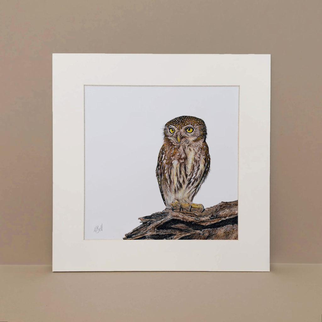 Pearl Spotted Owlet pencil artwork