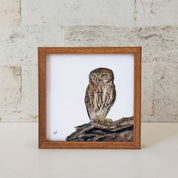 Kiaat wood framed miniature artwork of a Pearl Spotted Owlet, part of wildlife artist Matthew Bell's birds of South Africa gallery