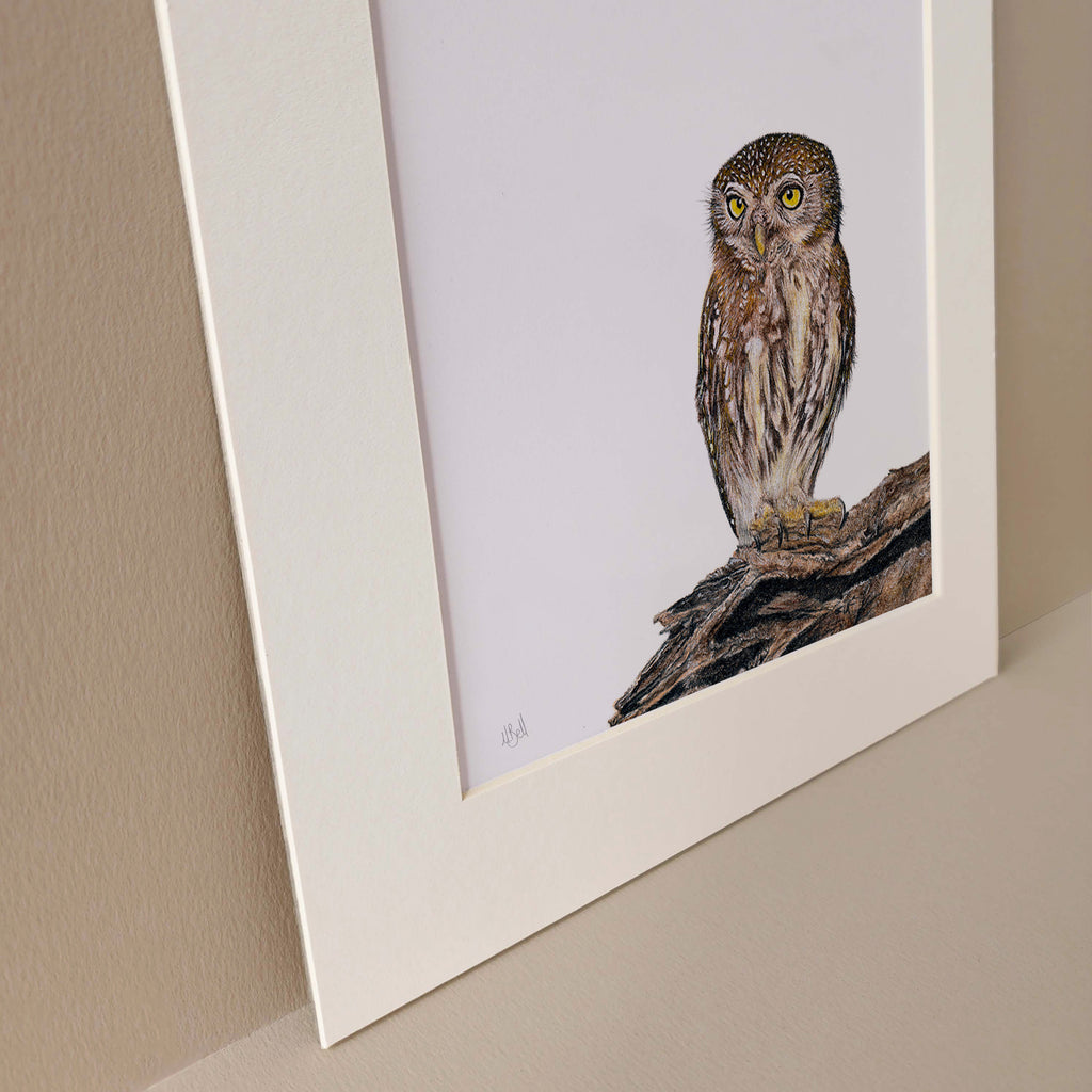 Pearl Spotted Owlet pencil artwork