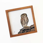 Kiaat wood framed miniature artwork of a Pearl Spotted Owlet, part of wildlife artist Matthew Bell's birds of South Africa gallery