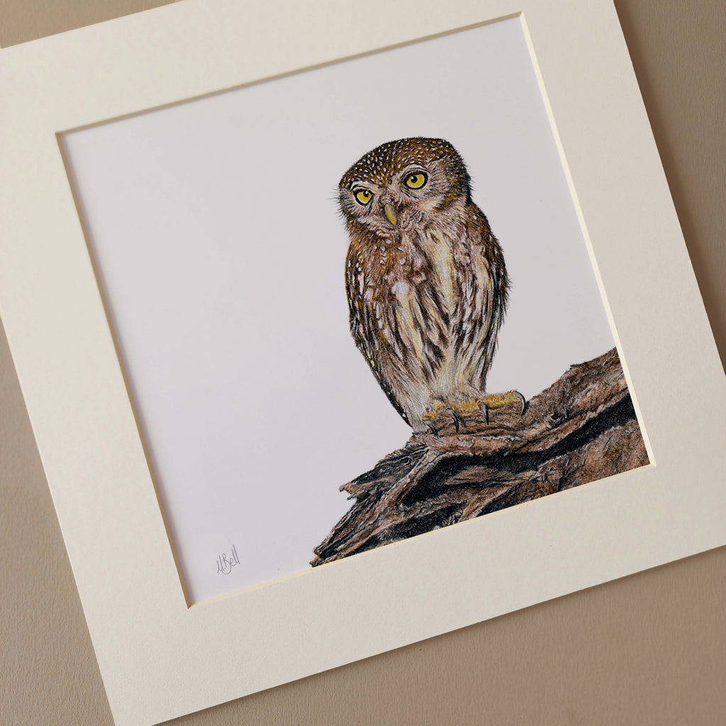 Pearl Spotted Owlet pencil artwork