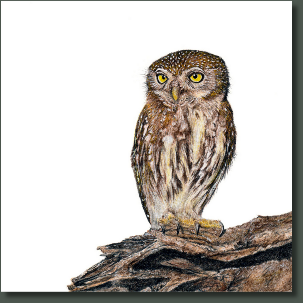 Pearl Spotted Owlet South African bird artwork printed on canvas by artist Matthew Bell