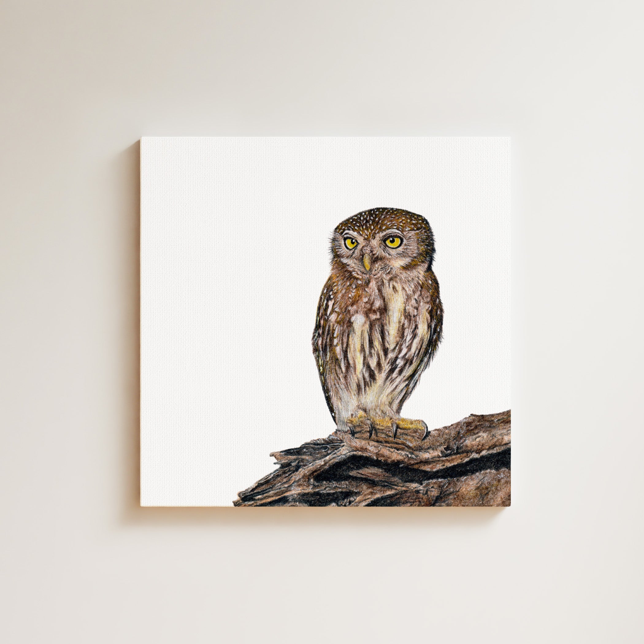 Pearl Spotted Owlet drawing on canvas by South African wildlife artist Matthew Bell