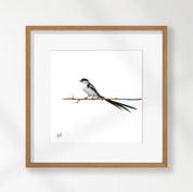 Pin Tailed Whydah - PTW