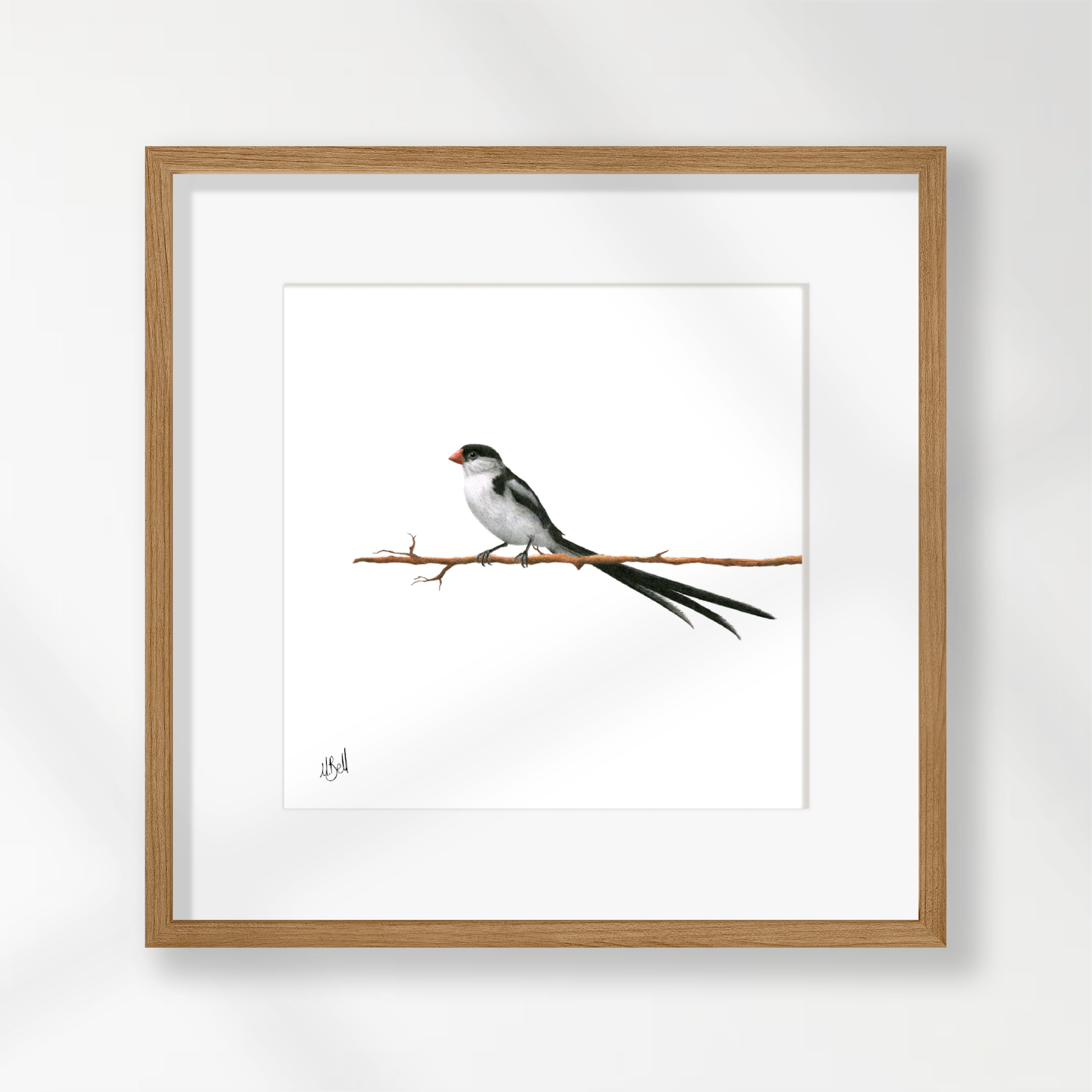 Pin Tailed Whydah - PTW