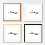 Pin Tailed Whydah - PTW