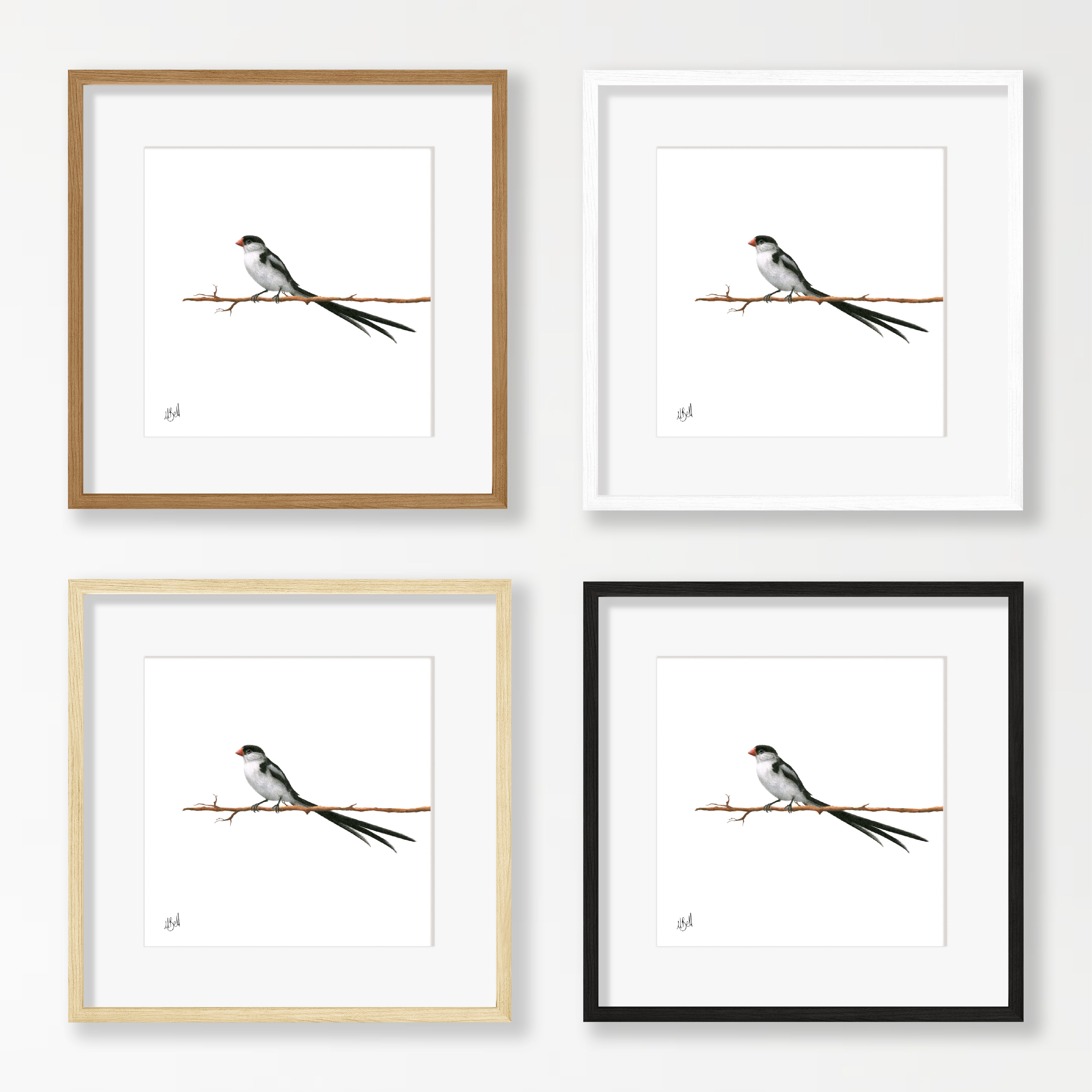 Pin Tailed Whydah - PTW