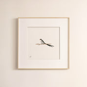 Pin Tailed Whydah - The Original