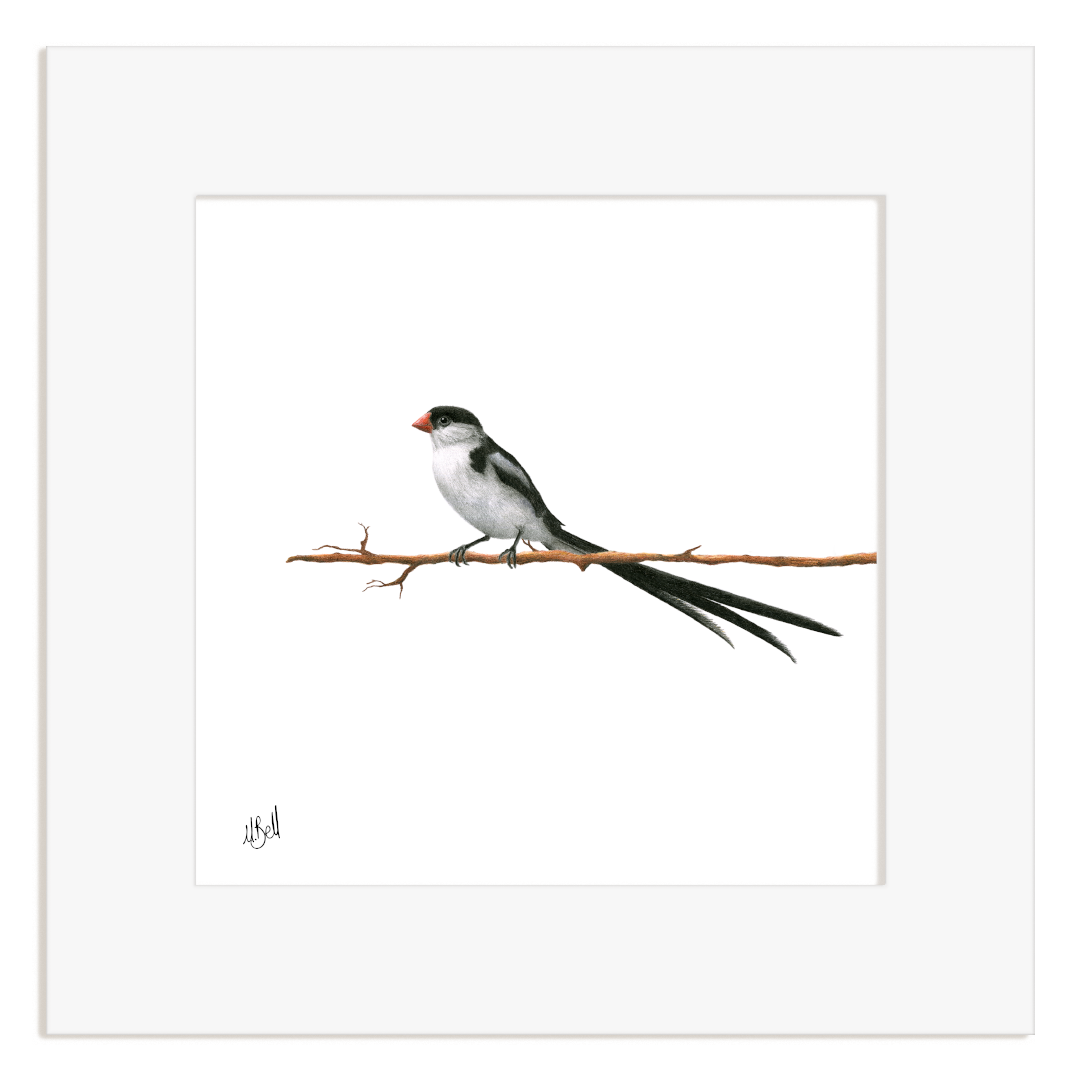 Pin Tailed Whydah - PTW