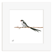 Pin Tailed Whydah - PTW