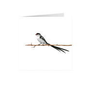 Pin Tailed Whydah Greeting Card - PTW
